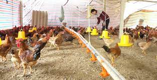 Hiệu quả kinh tế từ chăn nuôi gà an toàn sinh học